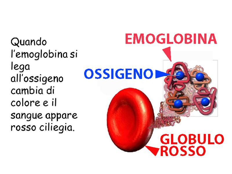 Effetti Biologici