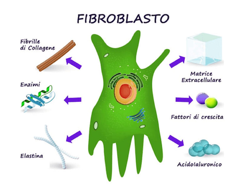Effetti Biologici