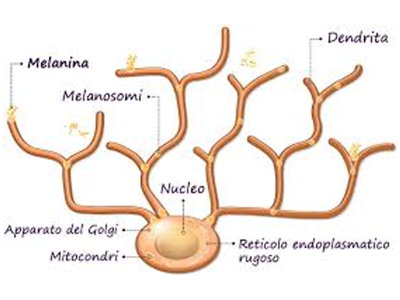 Effetti Biologici
