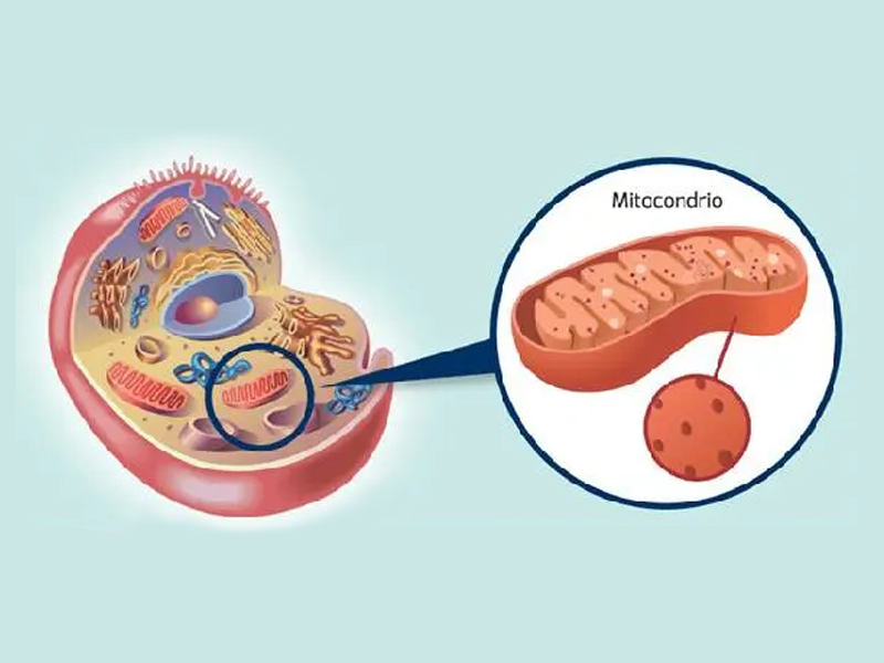 Effetti Biologici