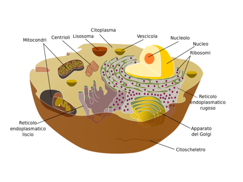 Effetti Biologici