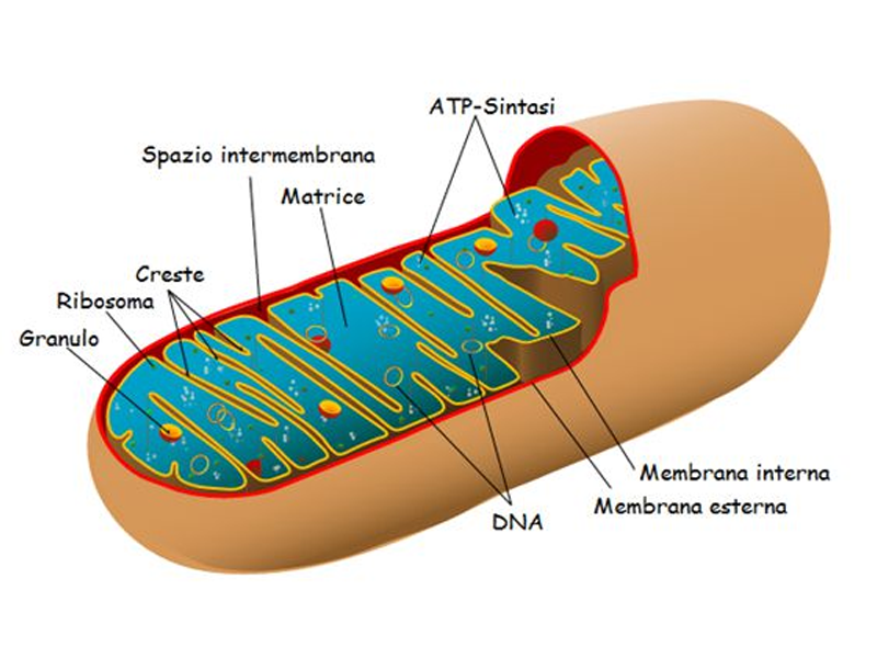 Effetti Biologici